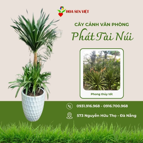 Sản phẩm product i99vo5j6vxbp1bj 2065 cay phat tai nui da nang — Công Ty TNHH Cây Xanh Cảnh Quan Hoa Sen Việt — MST 0401513619
