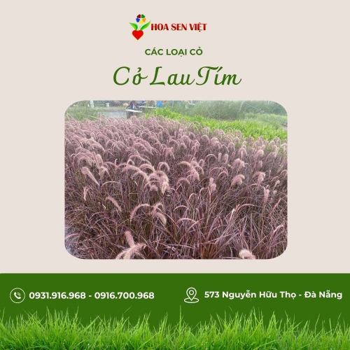 Sản phẩm product kenytfd038765yv 2436 co lau tim pensisetum cetaceum — Công Ty TNHH Cây Xanh Cảnh Quan Hoa Sen Việt — MST 0401513619