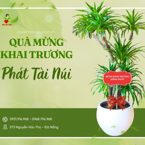 Sản phẩm product ngx8brc0b1ucjho 4243 gia cay van phong tai da nang bang gia cap nhat moi nhat tu hoa sen viet — Công Ty TNHH Cây Xanh Cảnh Quan Hoa Sen Việt — MST 0401513619
