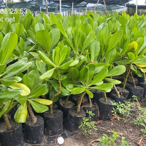 Sản phẩm product nn1h3crr5k23j5t 1894 cay phong ba cay bao tap — Công Ty TNHH Cây Xanh Cảnh Quan Hoa Sen Việt — MST 0401513619