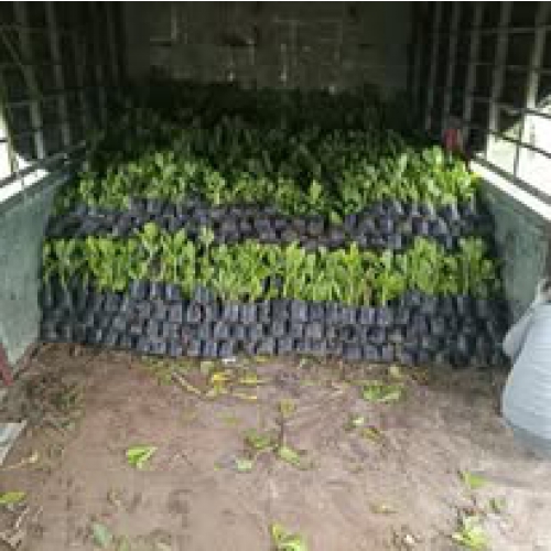 Sản phẩm product oed81o5rf0v1z9c 4240 gia ban cay phong ba tai da nang cap nhat moi nhat tu hoa sen viet — Công Ty TNHH Cây Xanh Cảnh Quan Hoa Sen Việt — MST 0401513619
