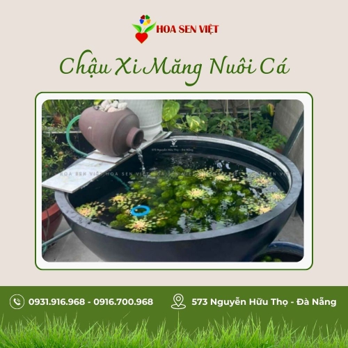 Sản phẩm product plizojqo5uc2m72 1996 chau xi mang nuoi ca — Công Ty TNHH Cây Xanh Cảnh Quan Hoa Sen Việt — MST 0401513619