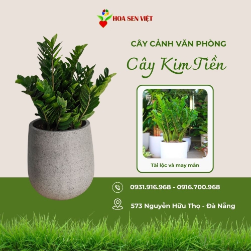 Sản phẩm product q7gjay9ftqj3ykt 1702 cay kim tien kim phat tai — Công Ty TNHH Cây Xanh Cảnh Quan Hoa Sen Việt — MST 0401513619
