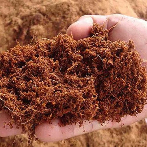 Sản phẩm product sjupp2y4u0g990f 1407 xo dua — Công Ty TNHH Cây Xanh Cảnh Quan Hoa Sen Việt — MST 0401513619