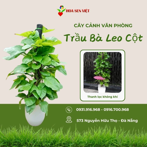 Sản phẩm product trcsyeialjtpdsk 1964 cay trau ba leo cot — Công Ty TNHH Cây Xanh Cảnh Quan Hoa Sen Việt — MST 0401513619