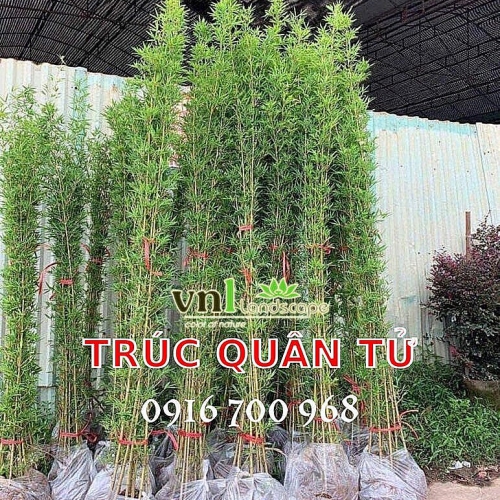 Sản phẩm product v1oanr7fgyccpfk 1864 cay truc quan tu — Công Ty TNHH Cây Xanh Cảnh Quan Hoa Sen Việt — MST 0401513619