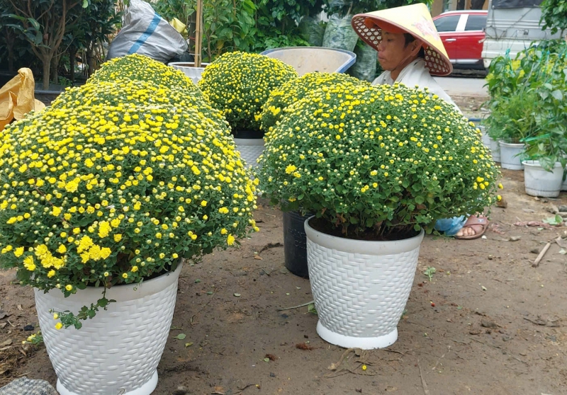 Sản phẩm th 0ja51o49k0nqkyq 1313 hoa tet de cham soc cho nguoi ban ron tuoi it choi lau — Công Ty TNHH Cây Xanh Cảnh Quan Hoa Sen Việt — MST 0401513619