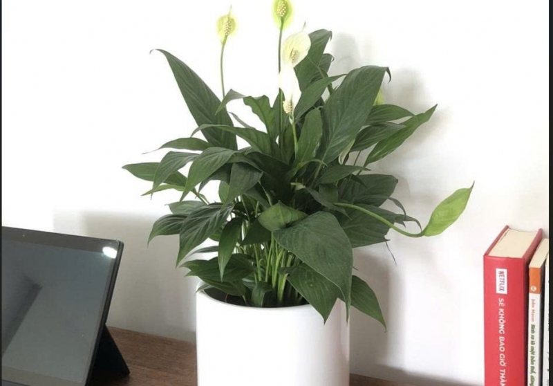 Sản phẩm th xz5xyfzquf1swnw 1312 tao goc lam viec song dong mua lanh voi cay mini dep de cham tang nang luong — Công Ty TNHH Cây Xanh Cảnh Quan Hoa Sen Việt — MST 0401513619