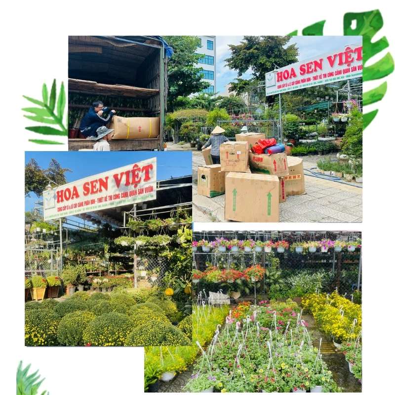 Sản phẩm xb2lvwe429blx4l 1231 loi gioi thieu — Công Ty TNHH Cây Xanh Cảnh Quan Hoa Sen Việt — MST 0401513619