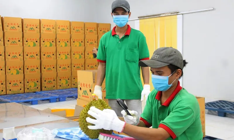 Sản phẩm kiem nghiem chat vang o sau rieng xuat khau trung quoc — Công Ty TNHH Tư Vấn Và Đào Tạo Chất Lượng Việt — MST 0401526946