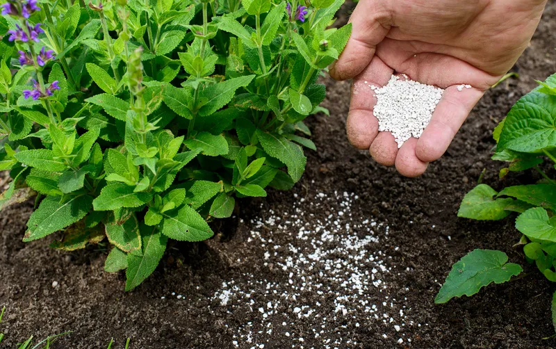 Sản phẩm How Long Does It Take For Different Fertilizers To Take Effect — Công Ty TNHH Một Thành Viên Bình Garden — MST 0401681701