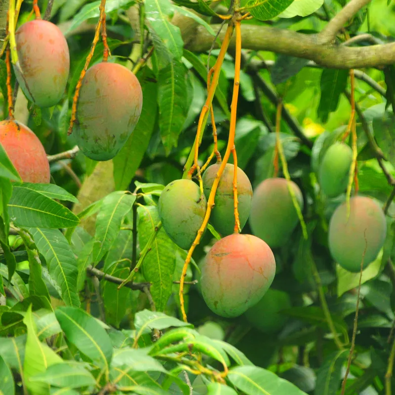 Sản phẩm mango — Công Ty TNHH Một Thành Viên Bình Garden — MST 0401681701