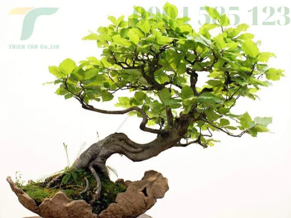 Sản phẩm 10 2(1) — Công Ty TNHH Phát Triển Công Nghệ Và Môi Trường Thiên Tân — MST 0401690311