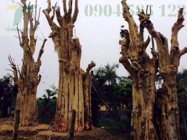 Sản phẩm dich vu cay xanh tai da nang 3 — Công Ty TNHH Phát Triển Công Nghệ Và Môi Trường Thiên Tân — MST 0401690311