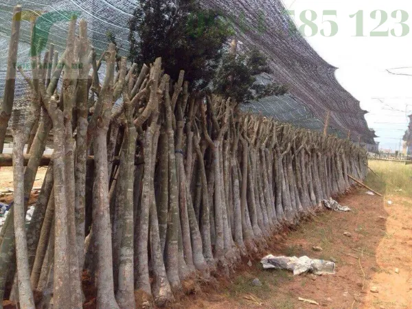 Sản phẩm dich vu cay xanh tai da nang 77 — Công Ty TNHH Phát Triển Công Nghệ Và Môi Trường Thiên Tân — MST 0401690311