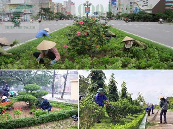 Sản phẩm dich vu cay xanh tai da nang 84 — Công Ty TNHH Phát Triển Công Nghệ Và Môi Trường Thiên Tân — MST 0401690311