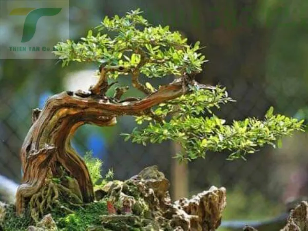 Sản phẩm dich vu cay xanh tai da nang 97 — Công Ty TNHH Phát Triển Công Nghệ Và Môi Trường Thiên Tân — MST 0401690311