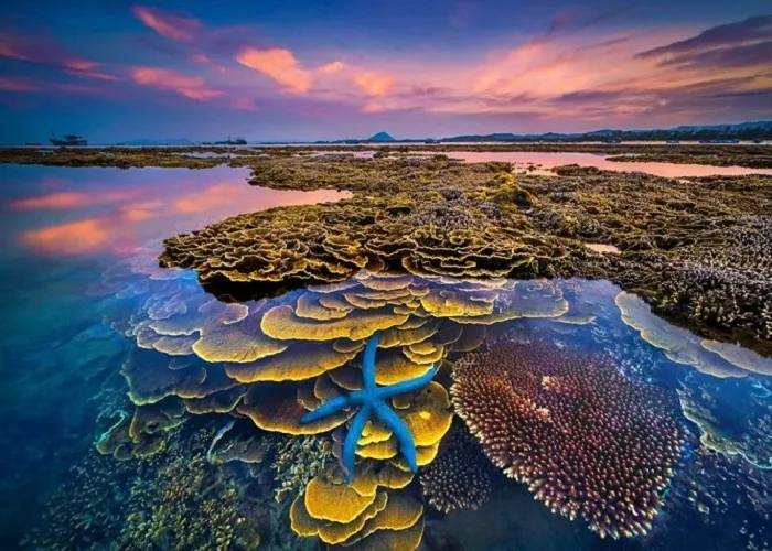 Sản phẩm vuon san ho lo thien phu yen 31 — Công Ty TNHH Dịch Vụ Big Travel — MST 0401712928