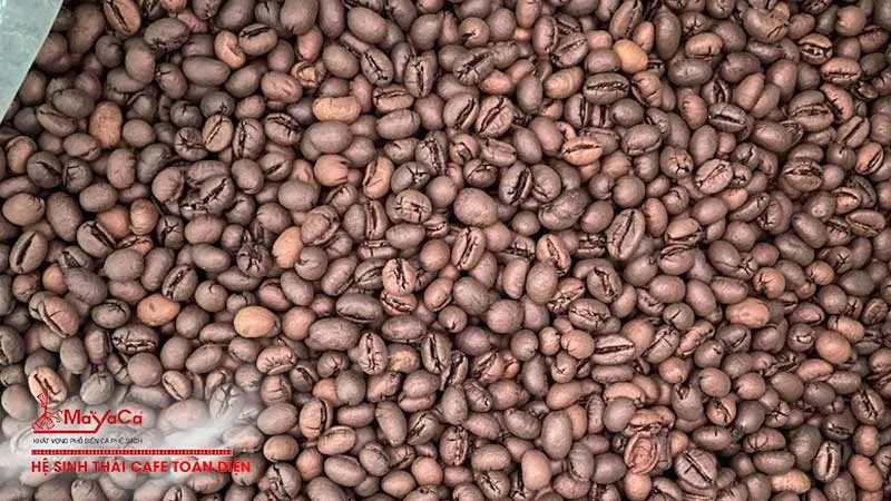 Sản phẩm ca phe culi la gi ca phe peaberry mayacacoffee — Công ty TNHH MTV Cà Phê MaYaCa — MST 0401832340