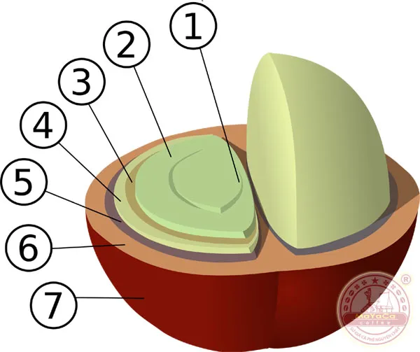 Sản phẩm cau truc hat ca phe — Công ty TNHH MTV Cà Phê MaYaCa — MST 0401832340