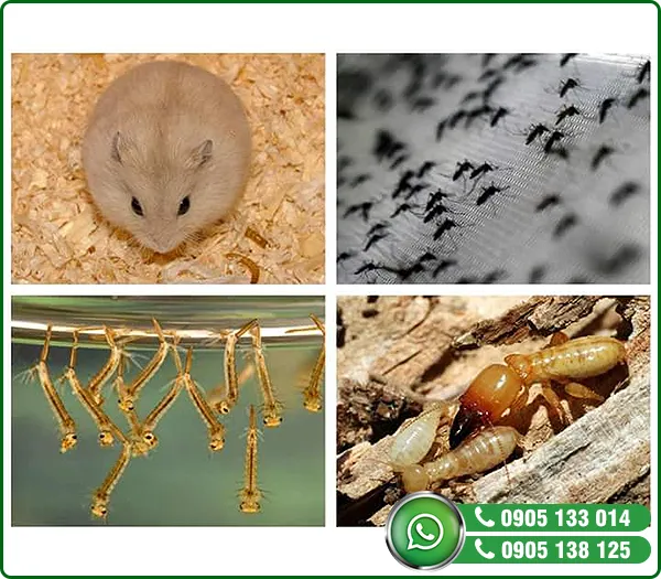 Sản phẩm dich vu dien con trung — Diệt Mối HPH - Công Ty TNHH MTV Diệt Mối HPH — MST 0401841296