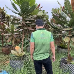 Sản phẩm 0935351677 Cay Bang Vuong 25 300x300 — Công Ty TNHH Cảnh Quan NP — MST 0401877905