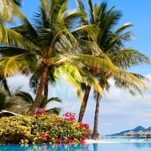 Sản phẩm 0935351677 Cay Dua 5 300x300 — Công Ty TNHH Cảnh Quan NP — MST 0401877905