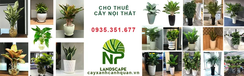 Sản phẩm Anh bia Cay de ban cho thue cay noi that — Công Ty TNHH Cảnh Quan NP — MST 0401877905