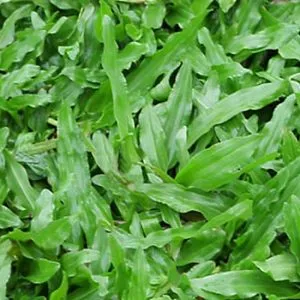 Sản phẩm co la gung 300x300 — Công Ty TNHH Cảnh Quan NP — MST 0401877905