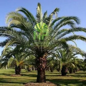 Sản phẩm DA CCD 0935351677 9 300x300 — Công Ty TNHH Cảnh Quan NP — MST 0401877905