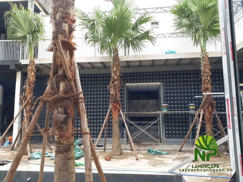 Sản phẩm Thi cong tuong cay xanh 0935.351 2 — Công Ty TNHH Cảnh Quan NP — MST 0401877905