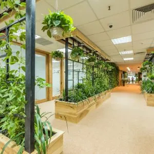 Sản phẩm thue cay van phong 300x300 — Công Ty TNHH Cảnh Quan NP — MST 0401877905
