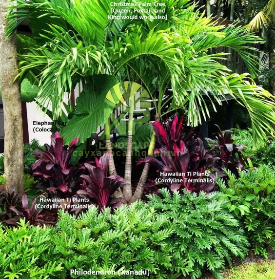 Sản phẩm Tropical garden 11 — Công Ty TNHH Cảnh Quan NP — MST 0401877905