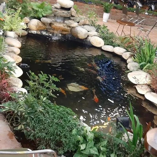 Sản phẩm 5. cf nang 550x550 — Đăng Khoa Garden - Công Ty TNHH Đăng Khoa Garden — MST 0401990442