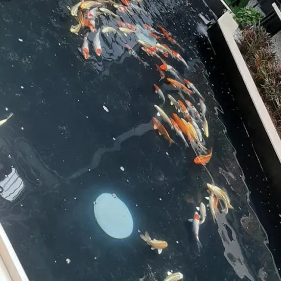 Sản phẩm 6. _kiwi 550x550 — Đăng Khoa Garden - Công Ty TNHH Đăng Khoa Garden — MST 0401990442