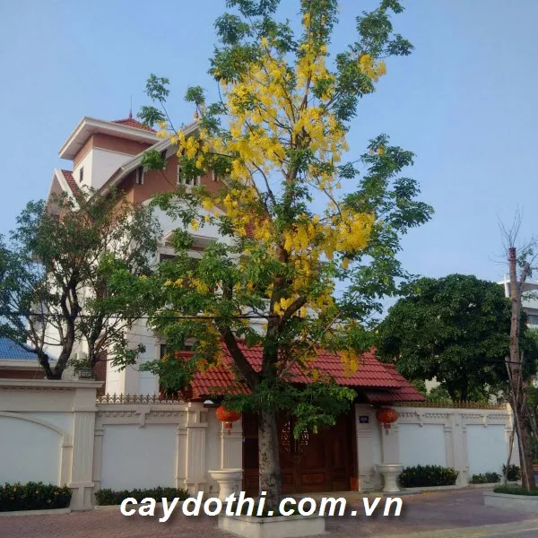 Sản phẩm Cây Osaka Vàng — Công Ty TNHH Cây Xanh Công Trình — MST 0601157679
