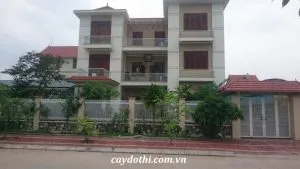 Sản phẩm biệt thự 300x169 — Công Ty TNHH Cây Xanh Công Trình — MST 0601157679