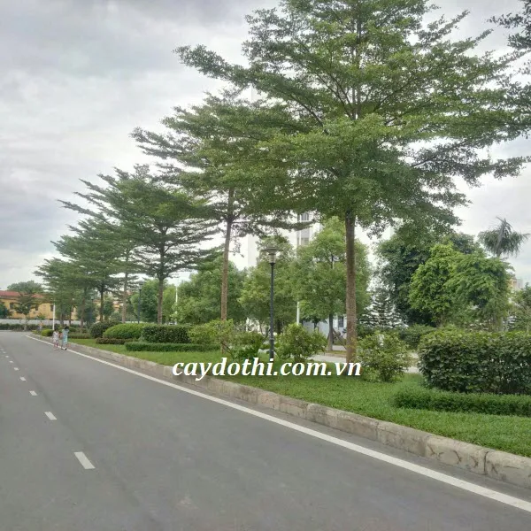 Sản phẩm cây bàng đài loan 2 — Công Ty TNHH Cây Xanh Công Trình — MST 0601157679