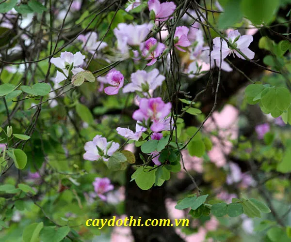 Sản phẩm cây hoa ban 1 — Công Ty TNHH Cây Xanh Công Trình — MST 0601157679