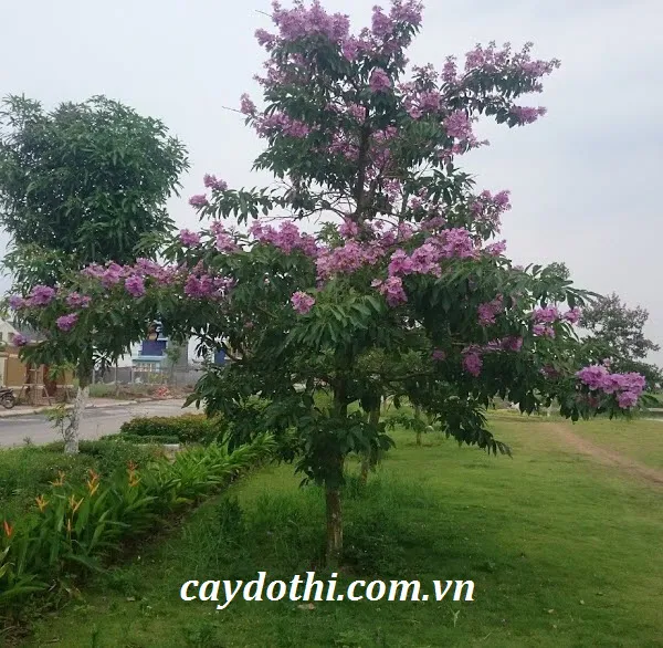 Sản phẩm hình ảnh cây bằng lăng — Công Ty TNHH Cây Xanh Công Trình — MST 0601157679