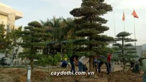 Sản phẩm đồi tùng la hán 300x169 — Công Ty TNHH Cây Xanh Công Trình — MST 0601157679