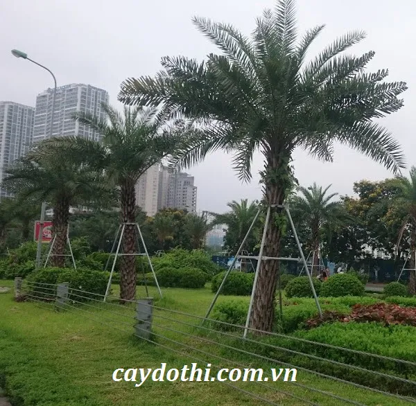 Sản phẩm Cây Trà Là Trung Đông — Công Ty TNHH Cây Xanh Công Trình — MST 0601157679