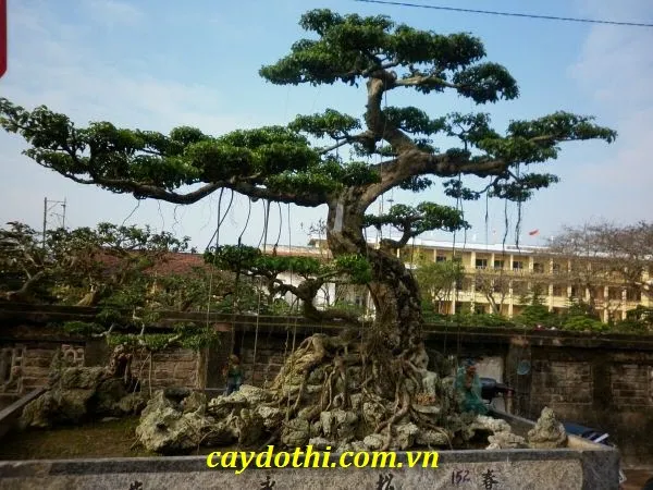 Sản phẩm Cây Xanh thế Long — Công Ty TNHH Cây Xanh Công Trình — MST 0601157679