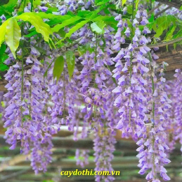 Sản phẩm Hoa Tử Đằng — Công Ty TNHH Cây Xanh Công Trình — MST 0601157679
