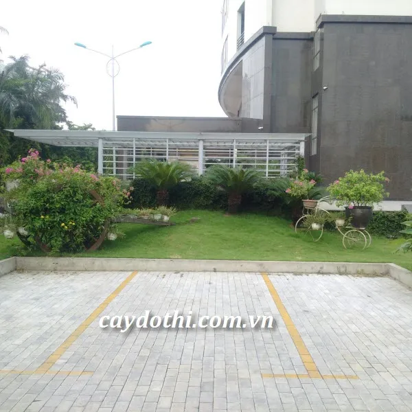 Sản phẩm Tiểu cảnh đẹp — Công Ty TNHH Cây Xanh Công Trình — MST 0601157679