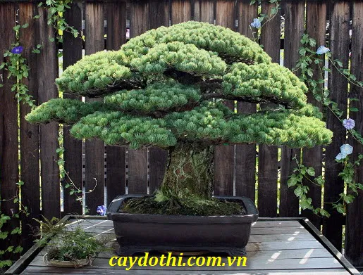 Sản phẩm Tùng La Hán Nhật — Công Ty TNHH Cây Xanh Công Trình — MST 0601157679