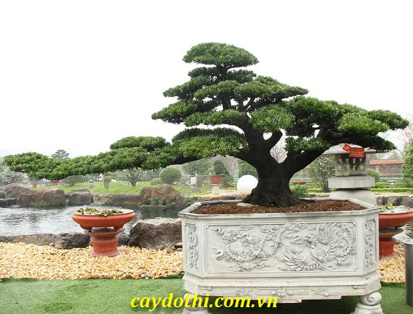 Sản phẩm Tùng La Hán — Công Ty TNHH Cây Xanh Công Trình — MST 0601157679