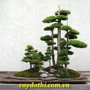 Sản phẩm bonsai để bàn 300x300 — Công Ty TNHH Cây Xanh Công Trình — MST 0601157679