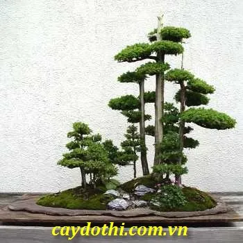 Sản phẩm bonsai để bàn — Công Ty TNHH Cây Xanh Công Trình — MST 0601157679