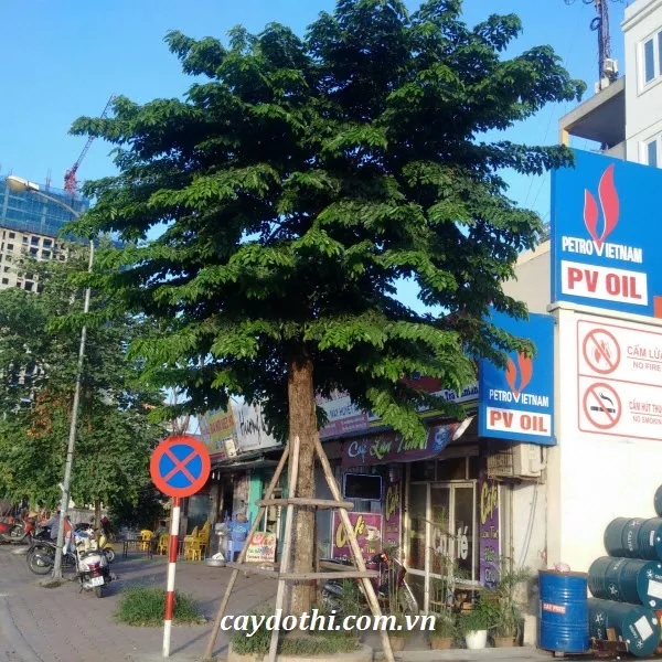 Sản phẩm cây giáng hương — Công Ty TNHH Cây Xanh Công Trình — MST 0601157679
